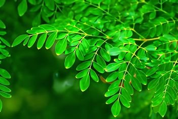 Moringa Leaves Extract