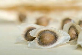 Moringa Seeds
