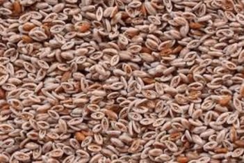 Psyllium Seeds