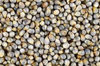 bajra