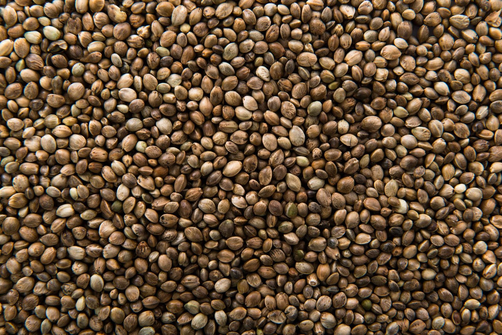 coriander seeds