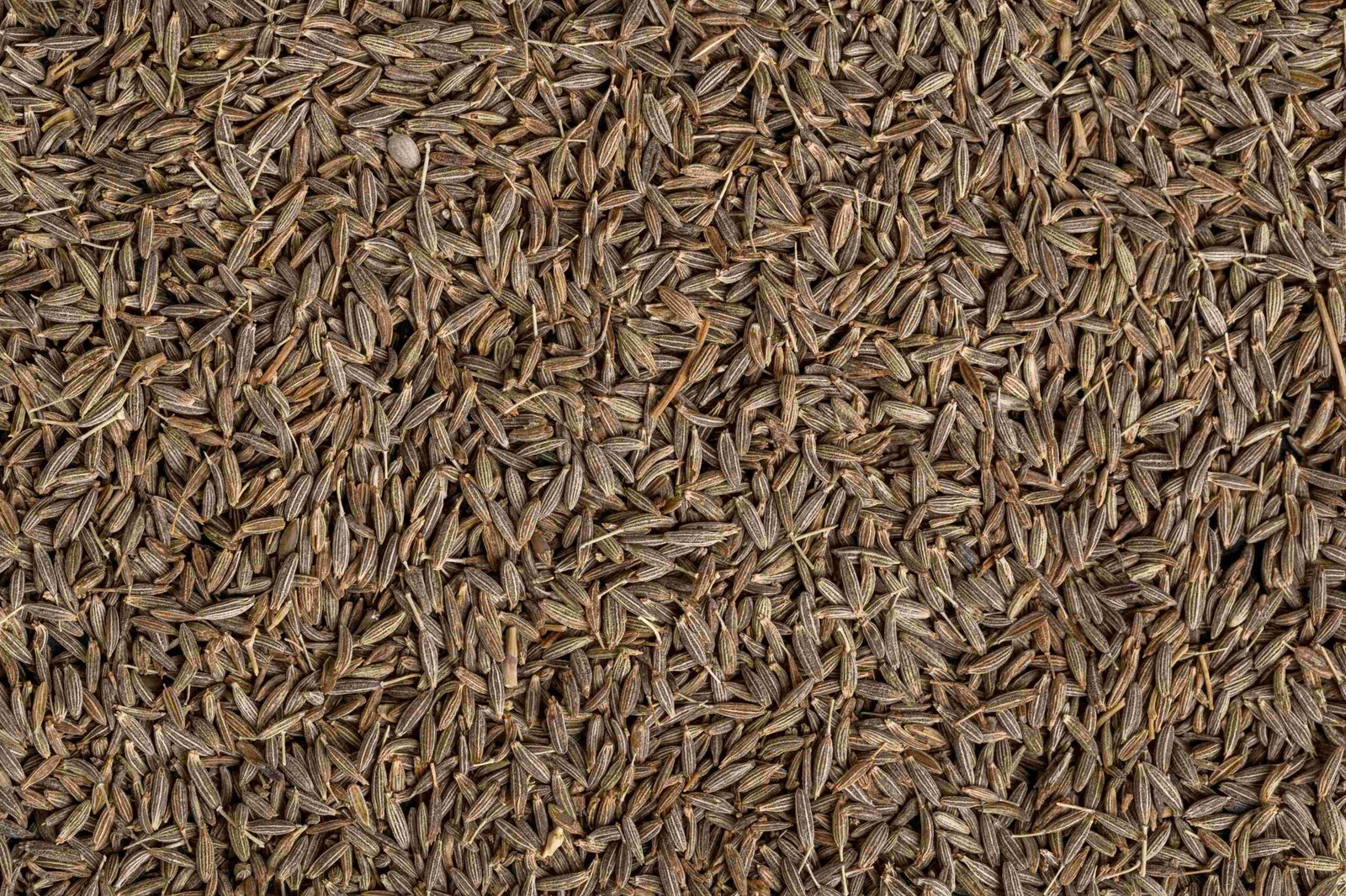 cumin seeds 1