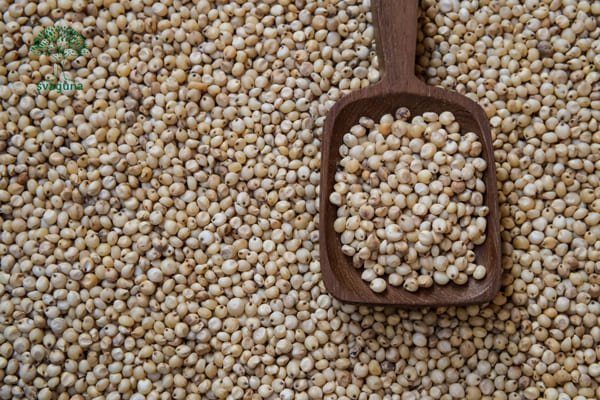 jowar (sorghum)