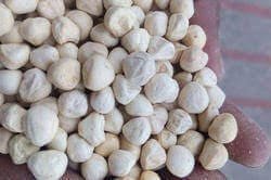 moringa seeds kernel
