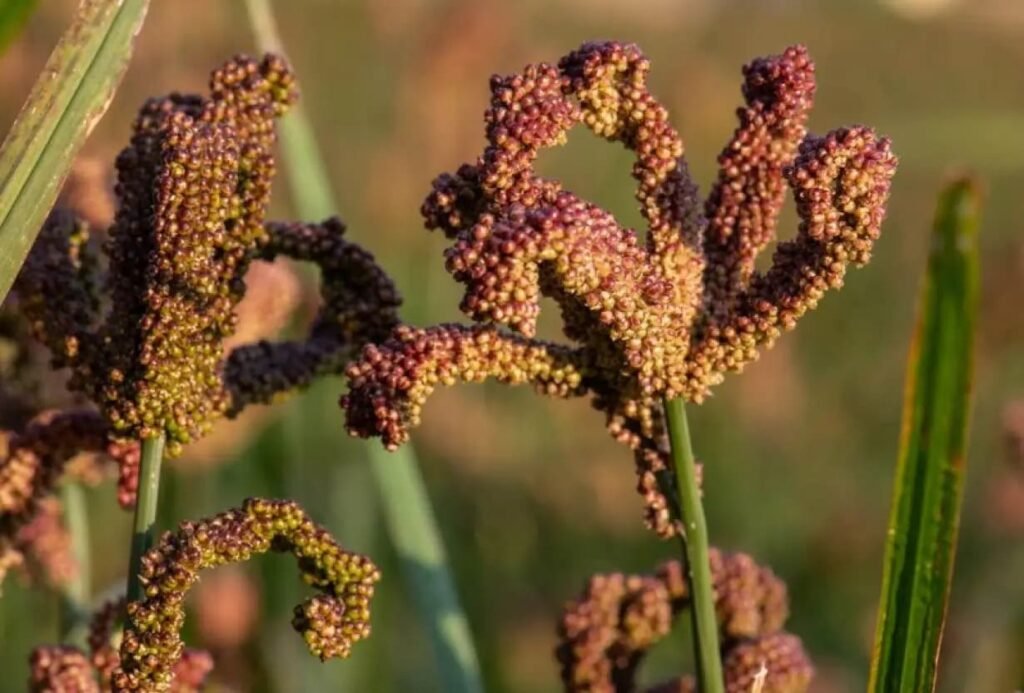 ragi finger millet