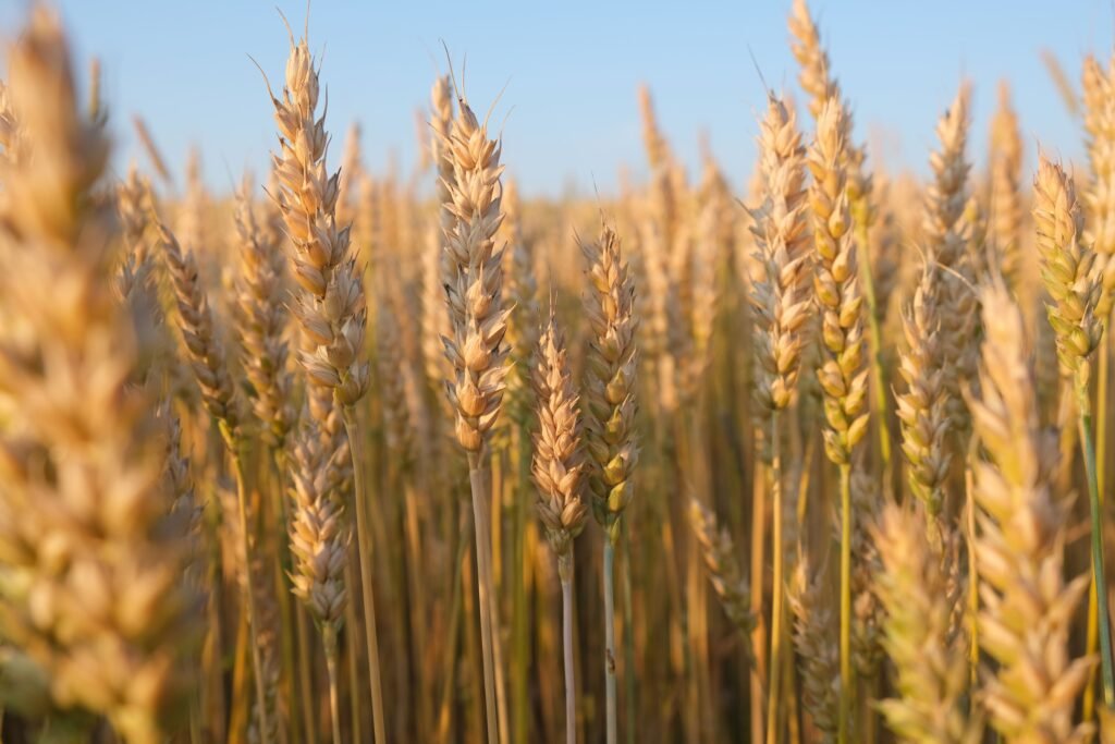 wheat grains