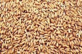 wheat grains